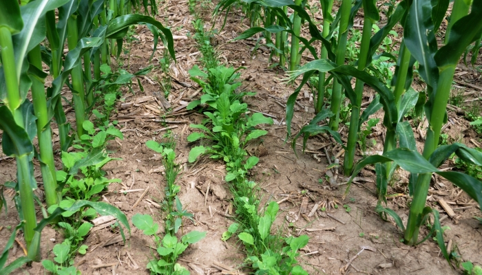 Cover Crops in corn