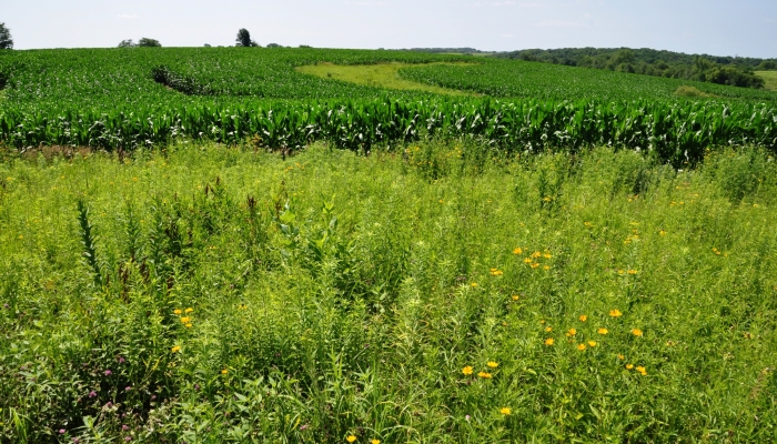 Prairie Strip