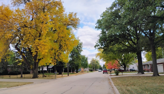street trees