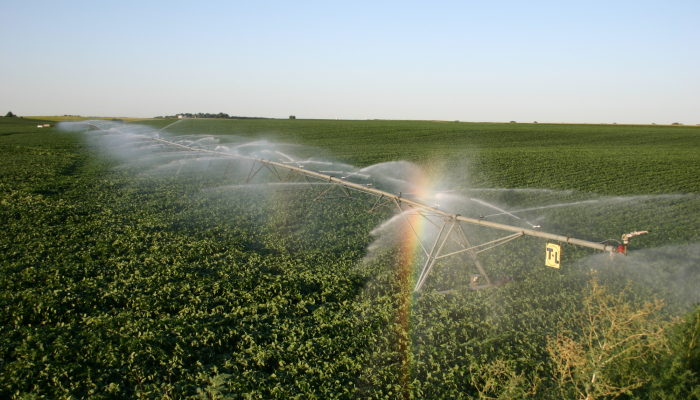 center pivot watering soybean field