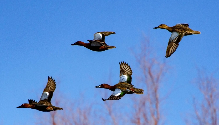 ​NRD to Host Birding Event