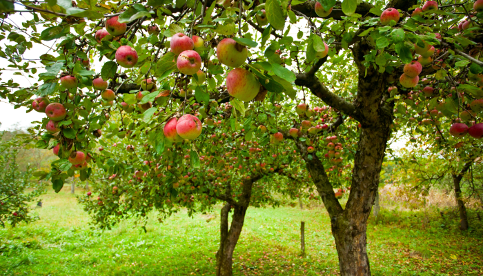 fruit trees