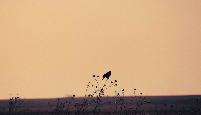 blackbird landscape