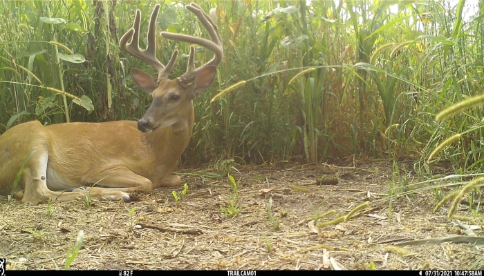 ​Habitat Happenings: Wildlife Habitat on Row Crop Acres