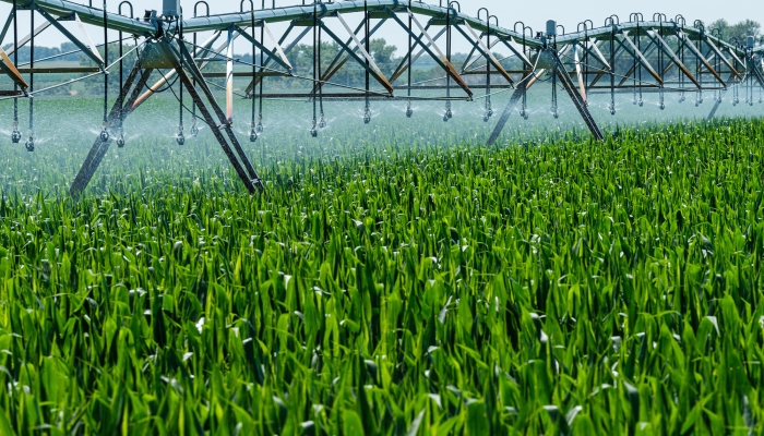 pivot corn irrigation