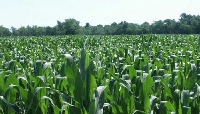 Benchmarking N Efficiency in Nebraska Corn Production