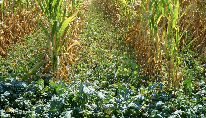 cover crops