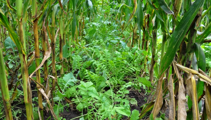 cover crops