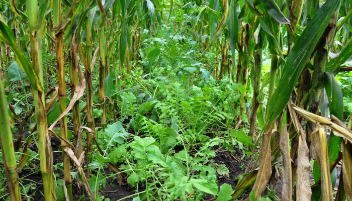 ​No-cost cover crop option for some producers