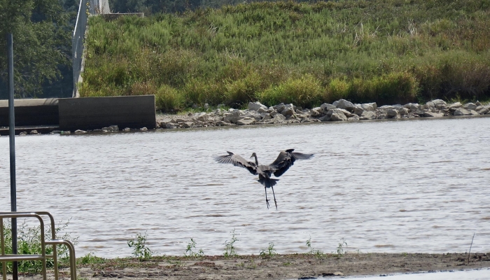 Recharge Lake, local gem for wildlife enthusiasts, has a long history