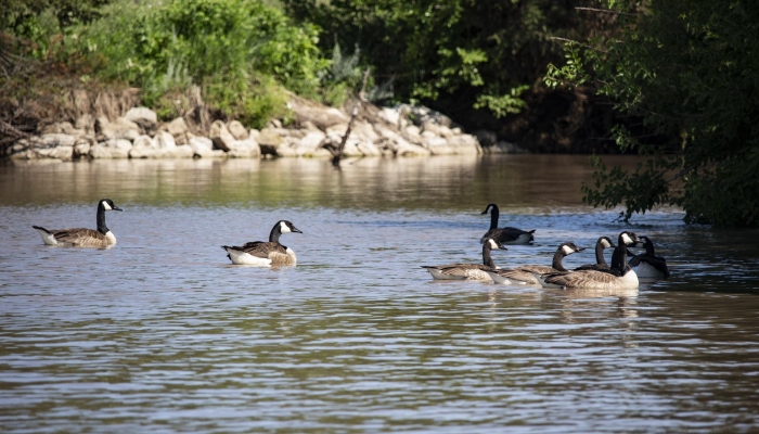 Recharge Lake, local gem for wildlife enthusiasts, has a long history