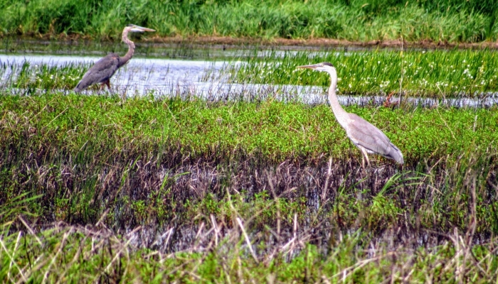 Protecting and Restoring Nebraska's Wetlands