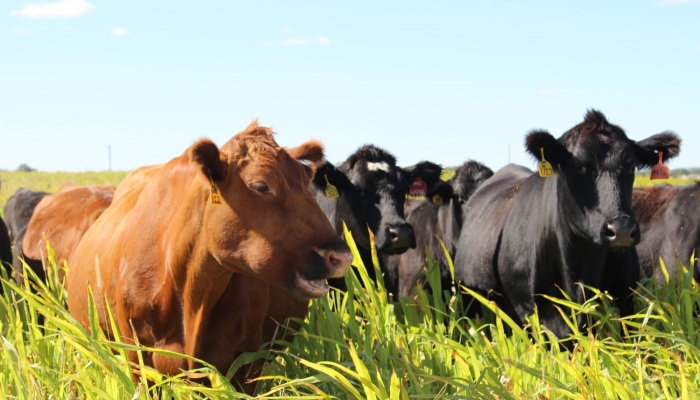 Soil Health Still GROWing in Demonstration Fields