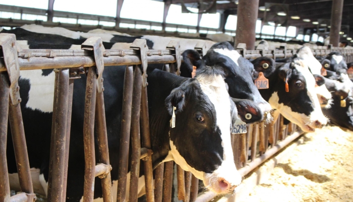 Livestock, the Lifeblood of Rural Nebraska