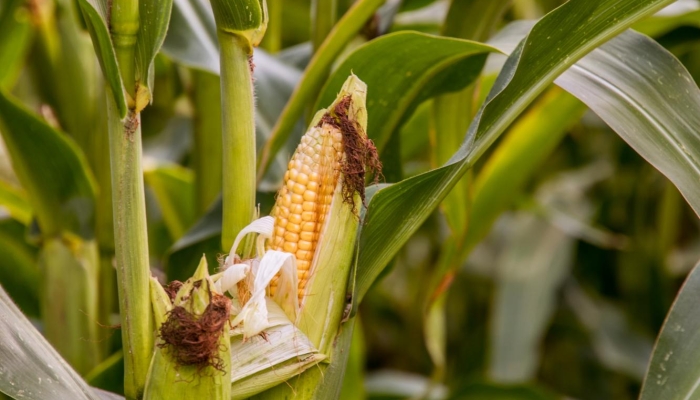 Benchmarking N Efficiency in Nebraska Corn Production