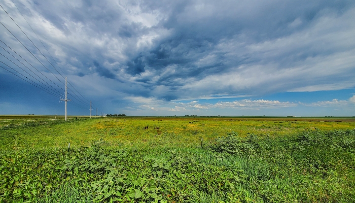 Marsh Sees Value in Wetlands