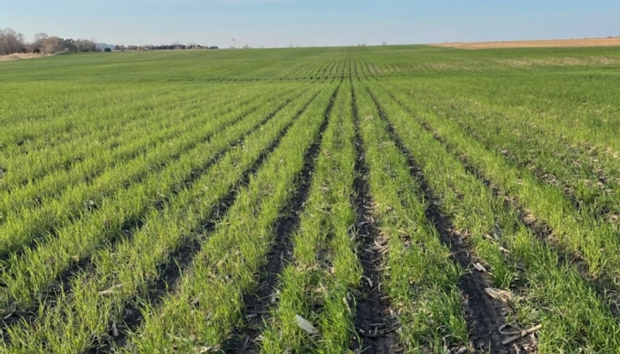 Cover crop