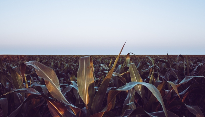 corn at sunset