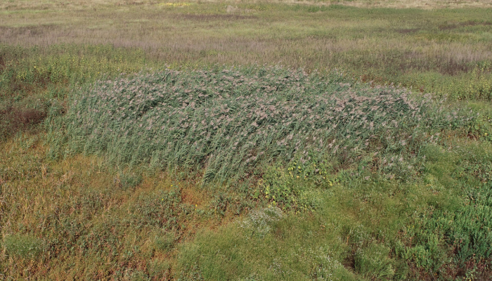 phragmites at Teal View Wetland Education Area