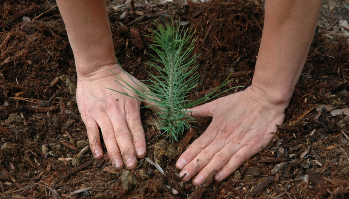 planting a tree seedling