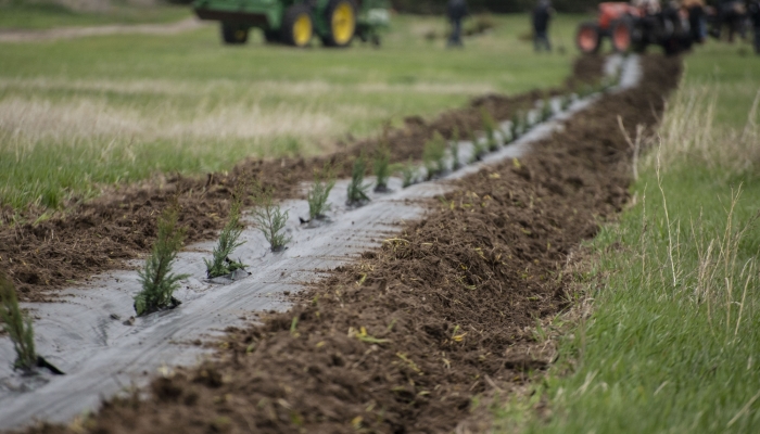 weed barrier