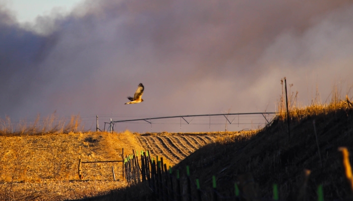 Red tailed hawk at Teal View