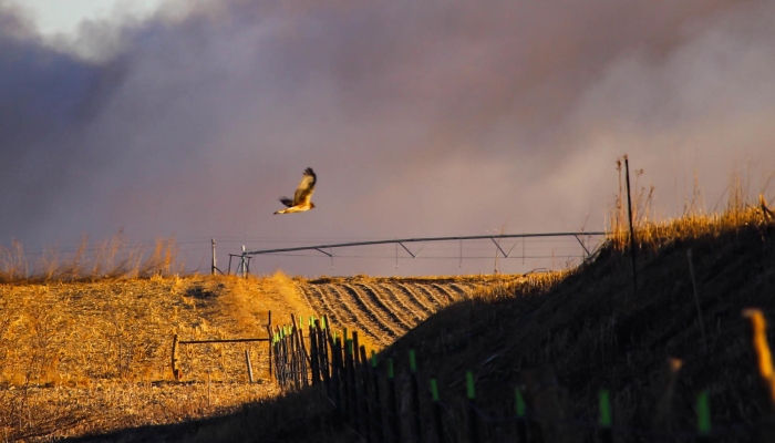 Birds Abound at Teal View 