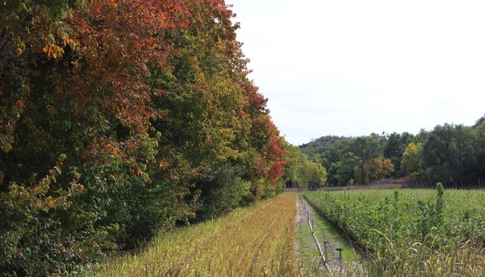 A Visit to Bessey Nursery