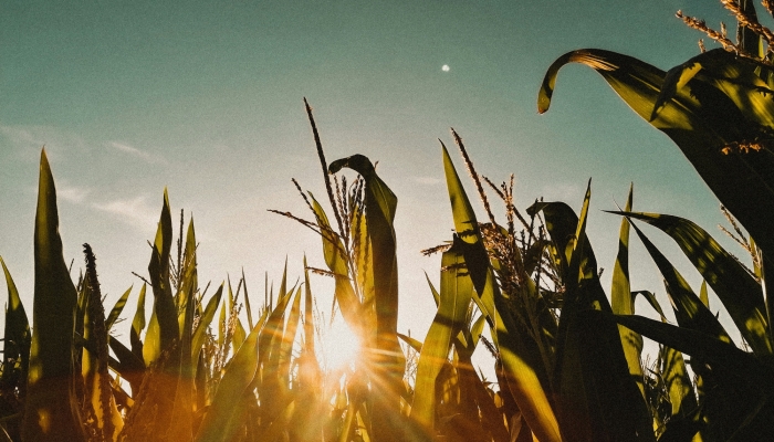 corn sunset