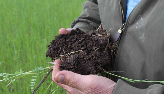 seedling with root ball and soil at Project GROW Garden Space