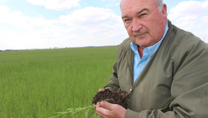 Cereal Rye: Cold Hardy Cover Crop, Ideal After Corn & Soybeans