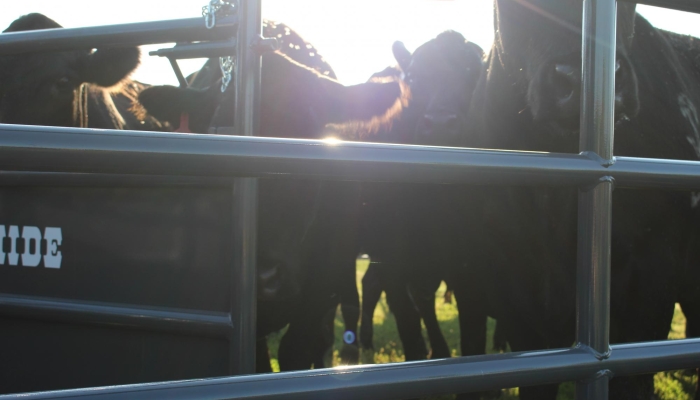 Cattle Producers Event to Offer Demo and Dinner