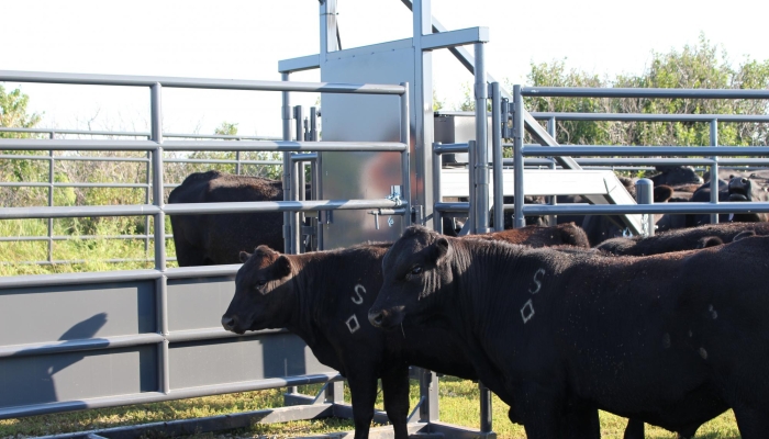 Cattle Producers Event to Offer Demo and Dinner