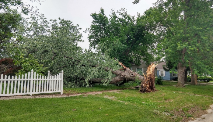 Storm damaged tree