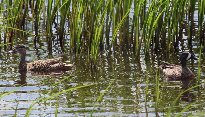 teal ducks at teal view