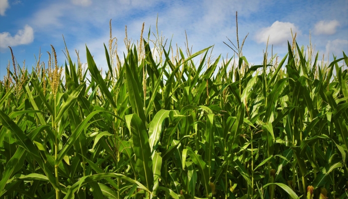 ​NRD Offers New Twist on Nitrogen Management Training