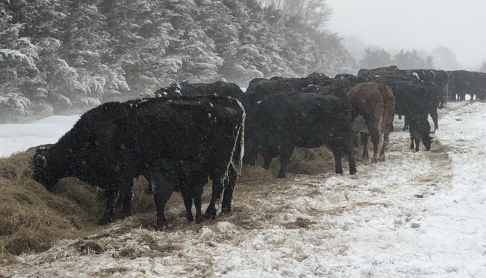 winter cows