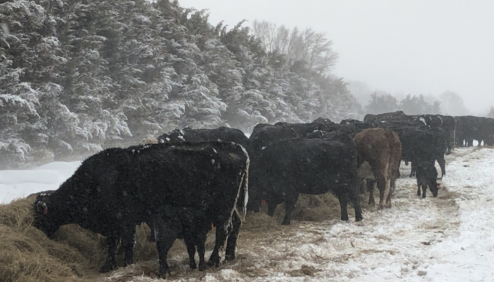 winter feed cows shelterbelt