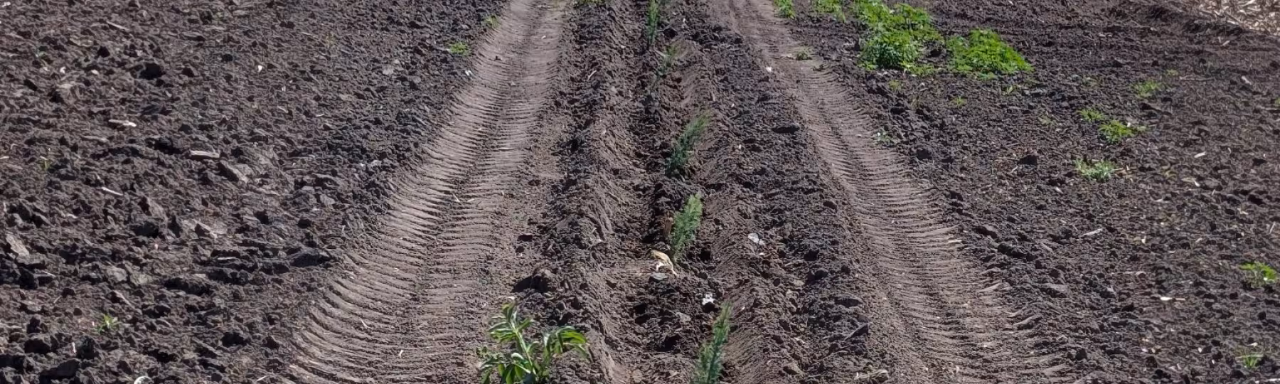 planting tree seedling