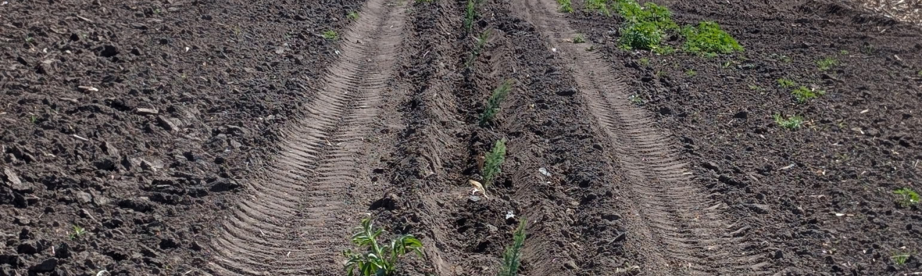 planting tree seedling