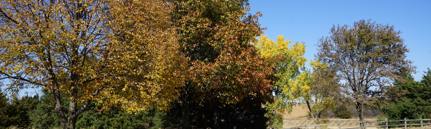 fall trees