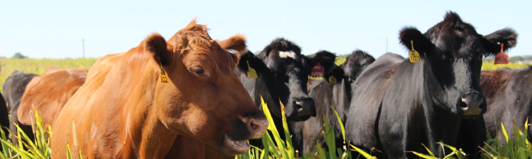 cattle