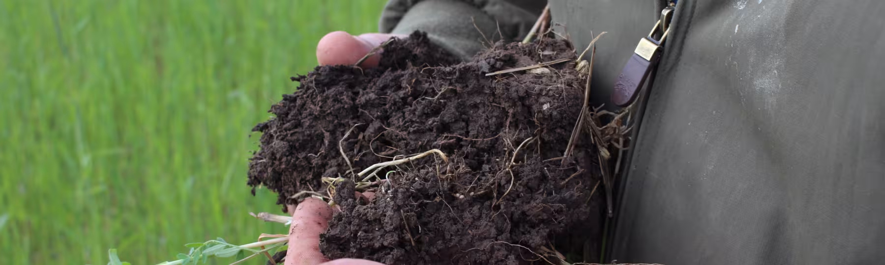 seedling with root ball and soil