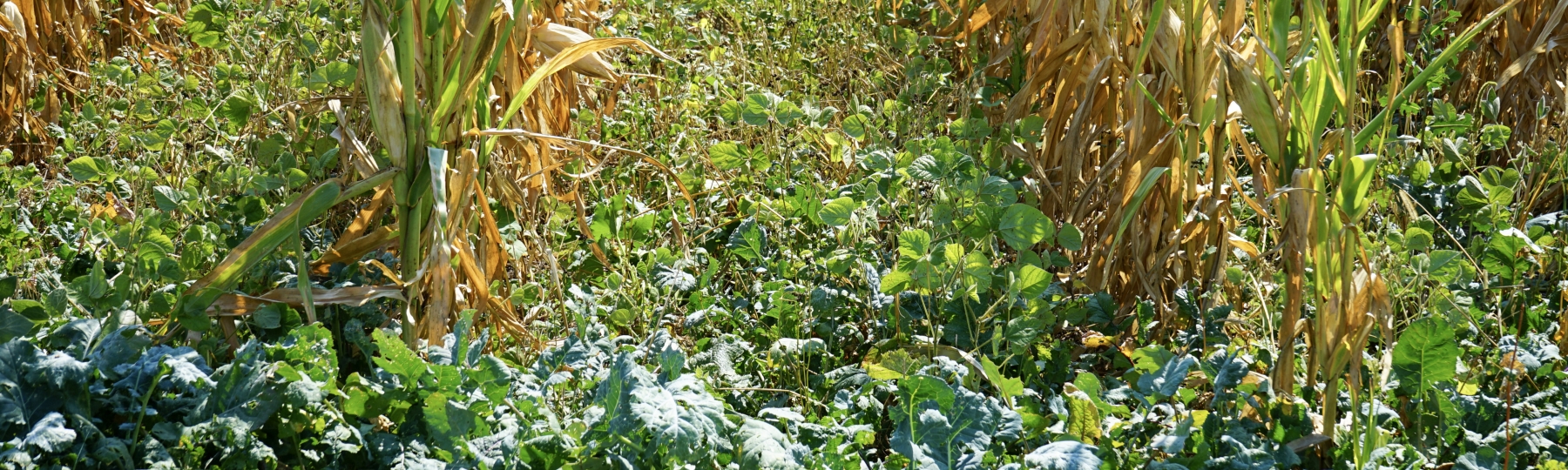cover crops header
