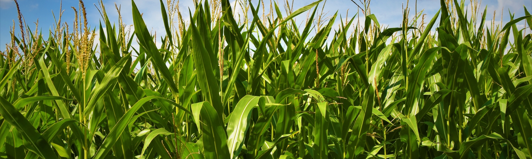 corn