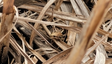 boreal chorus frog