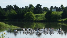 pelicans