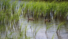 ducks at teal view