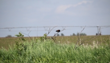 red wing black bird