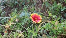 wildflower at wetland